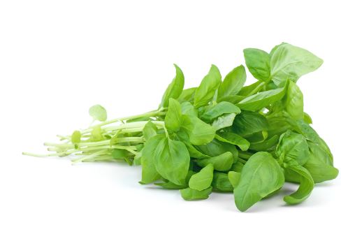 How To Store Basil And Keep It Fresh For Long Kitchen Lily,60th Wedding Anniversary Gifts For Grandparents