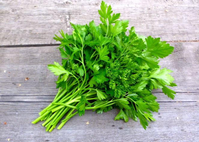 How to store cilantro and keep it fresh