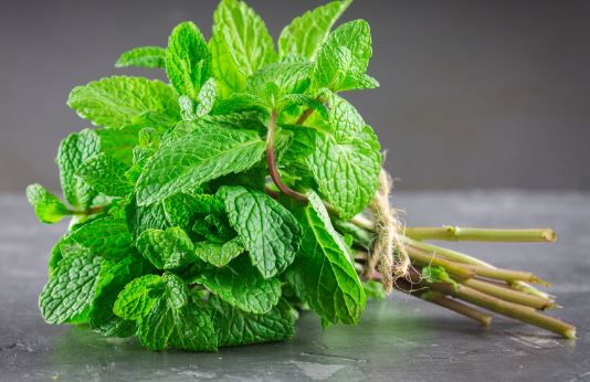 How to store mint keep it fresh for long