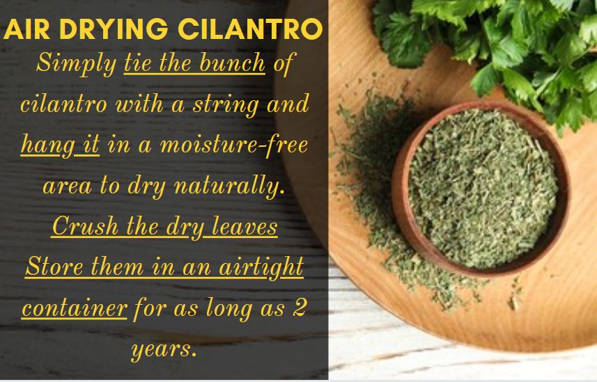 How To Dry Cilantro Air Drying Dehydrator Microwave Methods Kitchen Lily