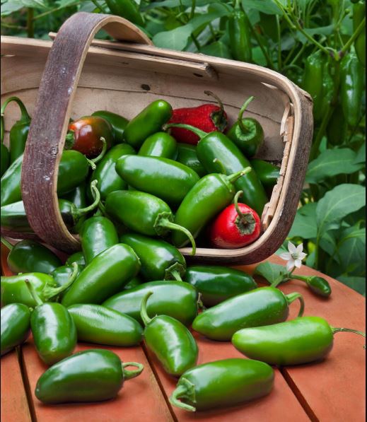 How To Store Jalapenos Kitchen Lily