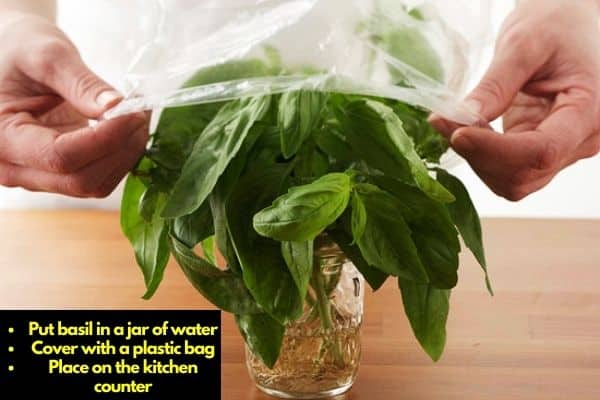 How to store basil and keep it fresh for long.